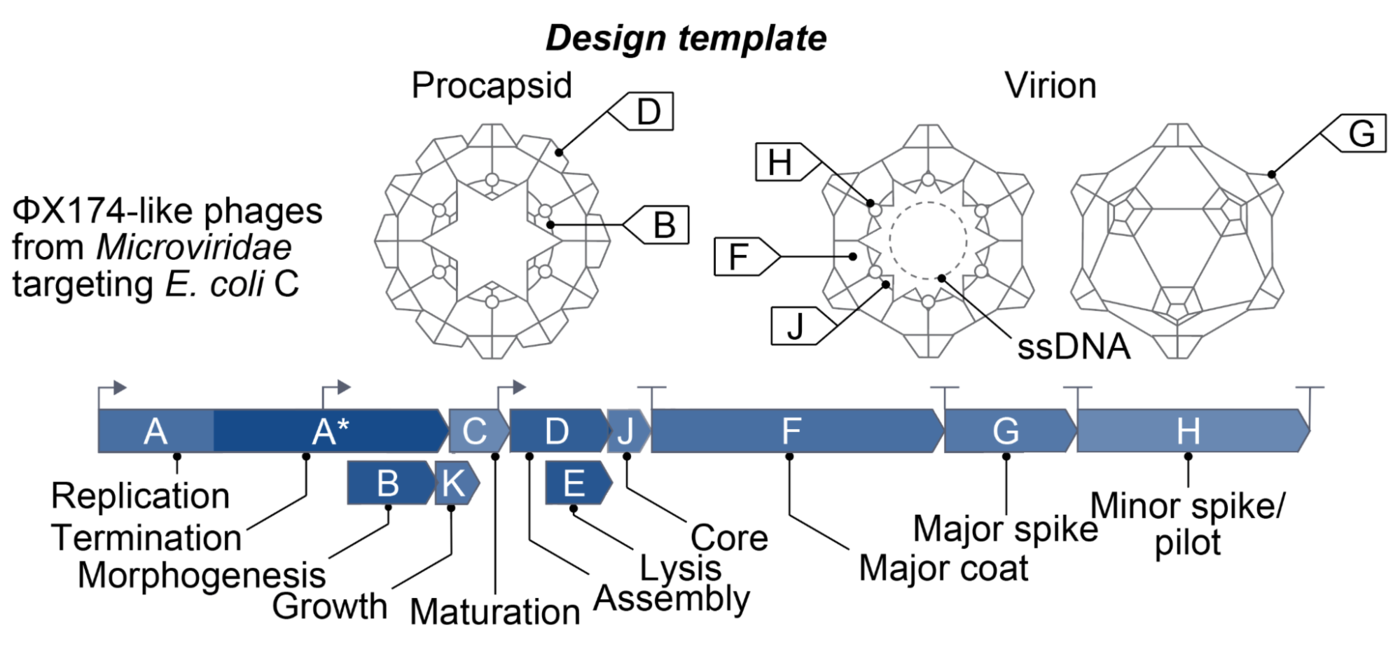 Sơ đồ “Design template” của Arc Institute về thực khuẩn thể ΦX174 — mẫu thiết kế mà Evo 2 phải học viết lại. Bên trái ghi “ΦX174-like phages from Microviridae targeting E. coli C”. Phía trên là hình vẽ vỏ capsid: “Procapsid” chú thích hai protein D và B, và “Virion” chú thích các protein H, F, J, G cùng sợi ssDNA nằm bên trong. Phía dưới là bản đồ bộ gen dạng thẳng: các hộp gen hình mũi tên màu xanh nối tiếp nhau A, A*, C, D, J, F, G, H, kèm hai hộp B–K và E nằm chồng bên dưới (gen lồng trong khung đọc của gen khác), cùng các mũi tên khởi động (promoter) và vạch chữ T kết thúc (terminator). Mỗi gen được chú thích chức năng: Replication, Termination, Morphogenesis, Growth, Maturation, Assembly, Lysis, Core, Major coat, Major spike, Minor spike/pilot.
